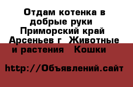 Отдам котенка в добрые руки - Приморский край, Арсеньев г. Животные и растения » Кошки   